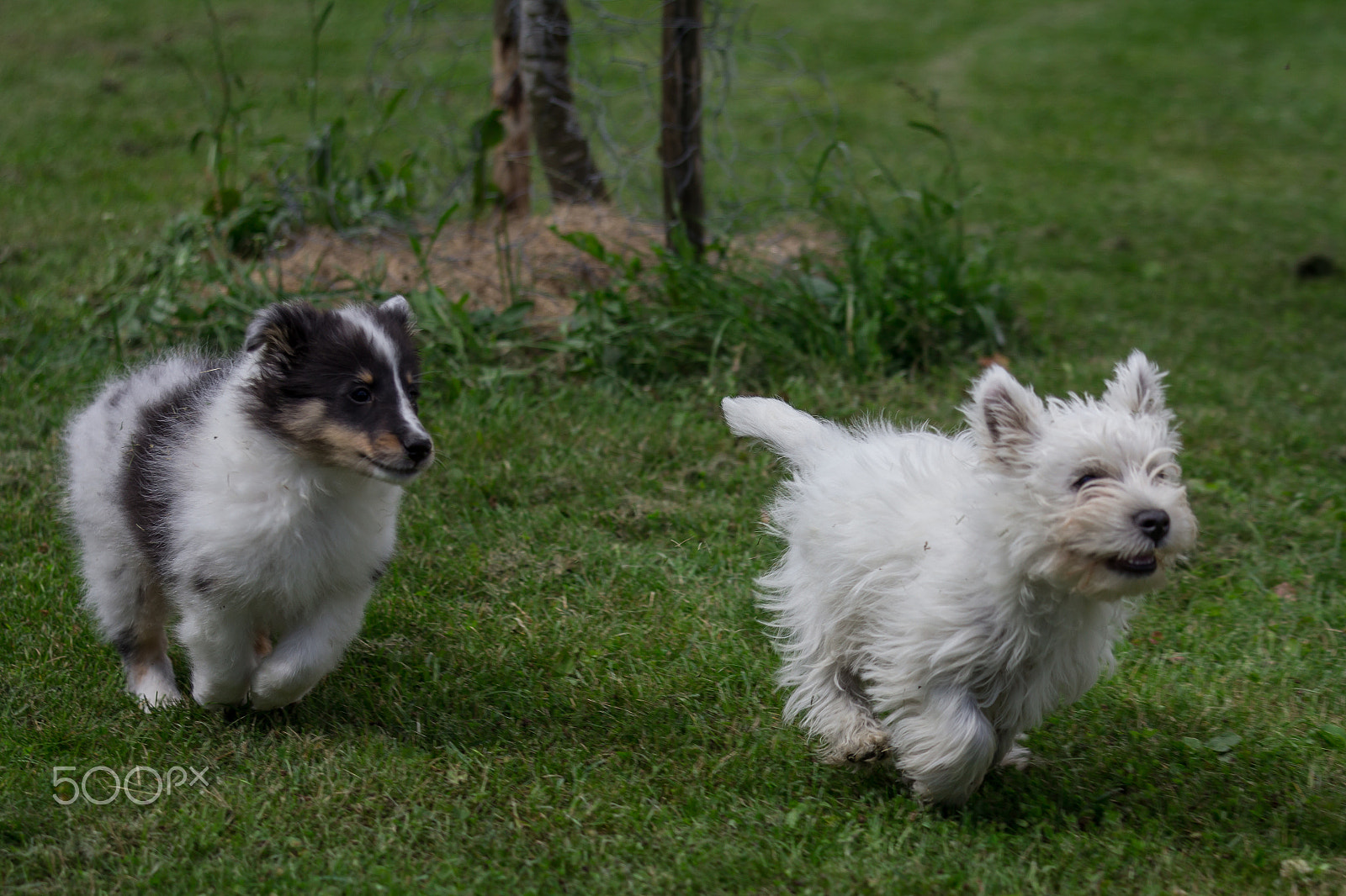 Canon EOS 60D + Canon EF 70-200mm F4L IS USM sample photo. Fiends photography