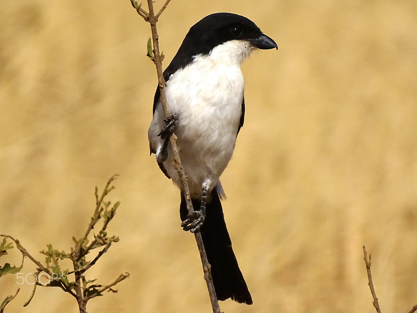 Sony 24-210mm F2.8-6.3 sample photo. Tropical boubou tarangire photography