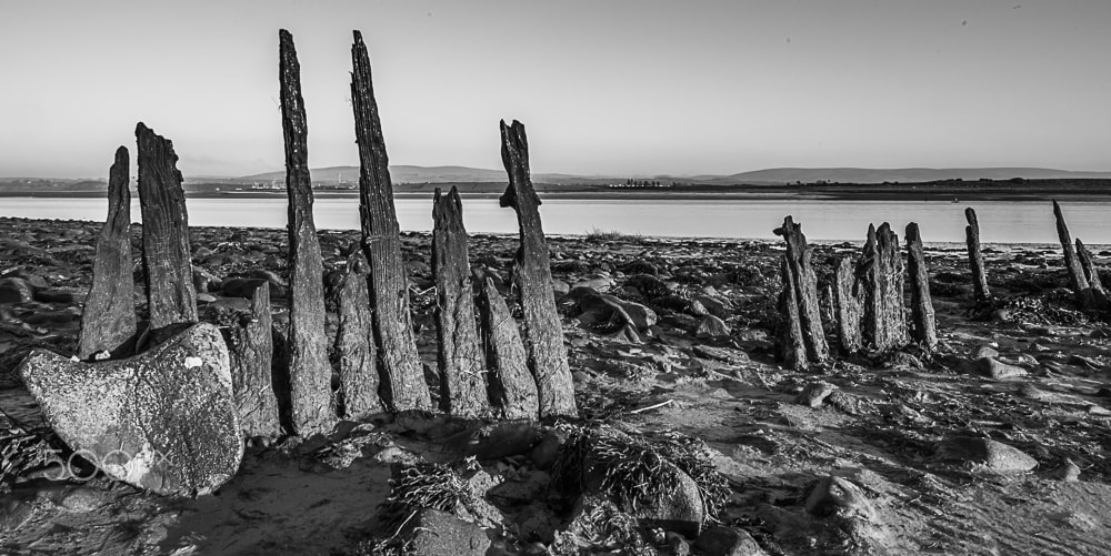 Nikon D810 + Nikon AF-S Nikkor 20mm F1.8G ED sample photo. Decaying wood sunderland point photography