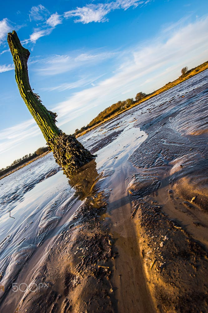 Nikon D810 + Nikon AF-S Nikkor 20mm F1.8G ED sample photo. Dead tree sunderland point photography