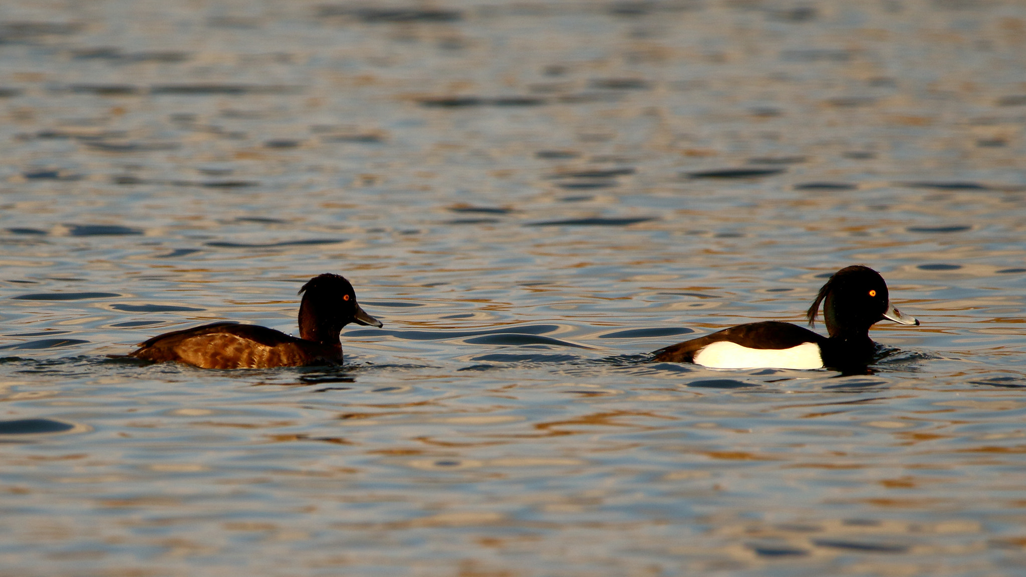 Sigma 150-600mm F5-6.3 DG OS HSM | C sample photo. Fuligule morillon photography