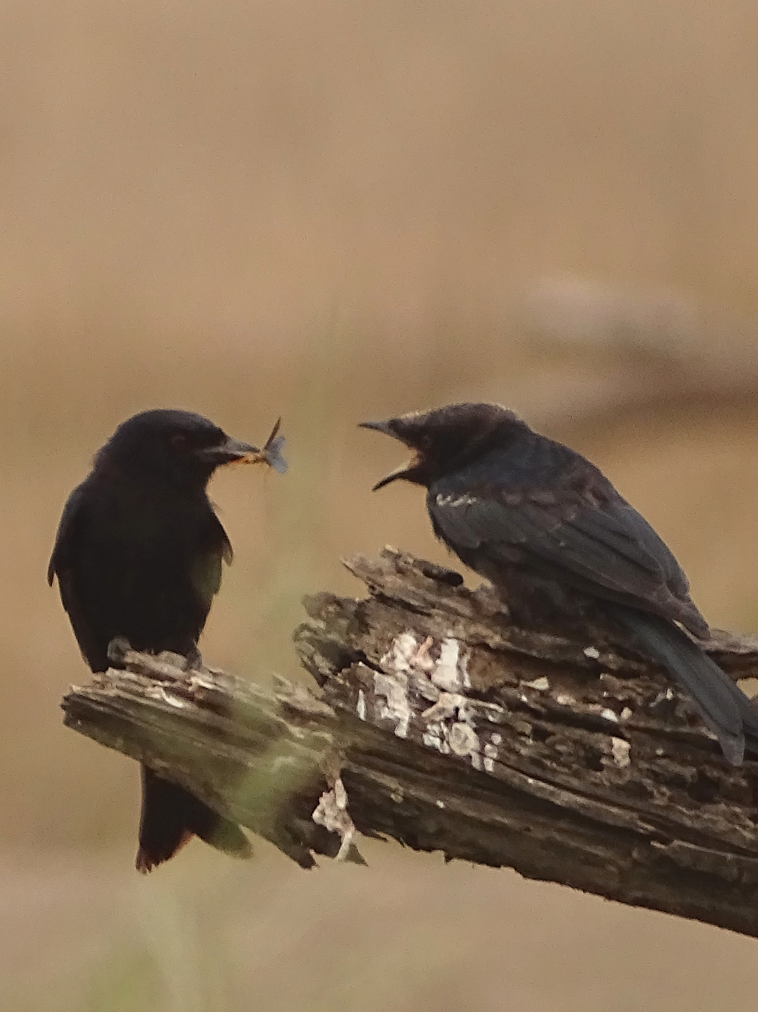 Sony 24-210mm F2.8-6.3 sample photo. Slate colored boubou central serengeti photography
