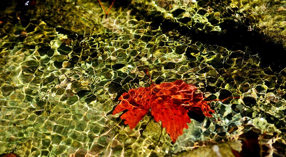 Sigma 70-300mm F4-5.6 APO Macro Super II sample photo. Nature - water and leaf photography