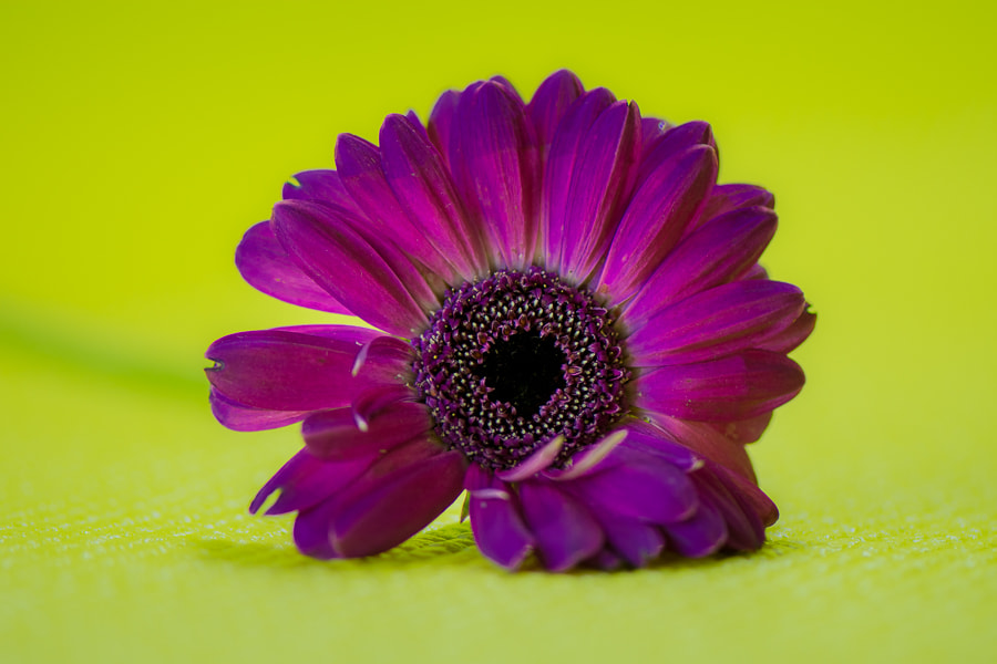 Nikon AF-S Micro-Nikkor 105mm F2.8G IF-ED VR sample photo. Purple gerber daisy photography