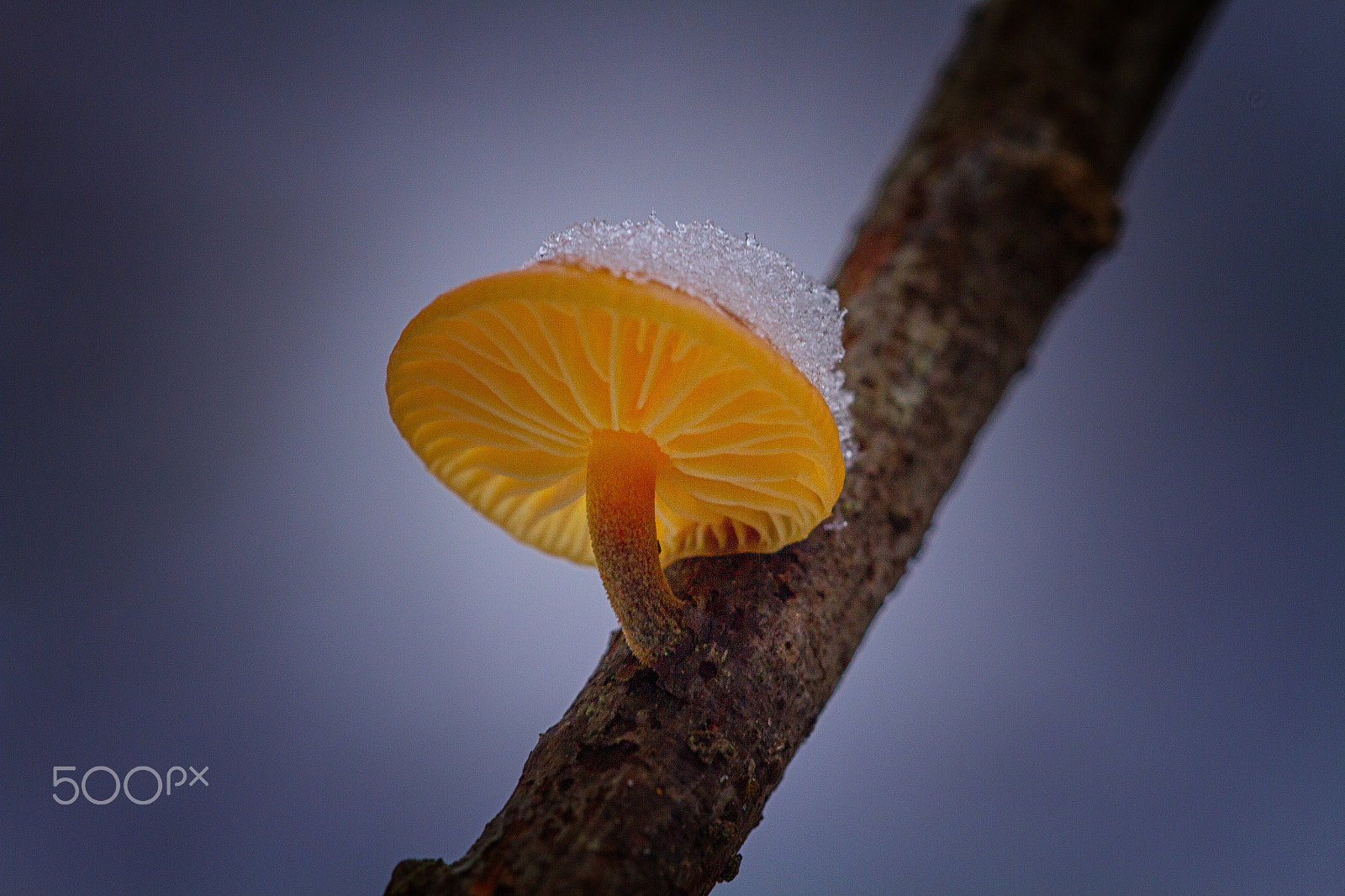 Canon EOS 7D + Sigma APO Macro 150mm f/2.8 EX DG HSM sample photo. Winter mushroom photography