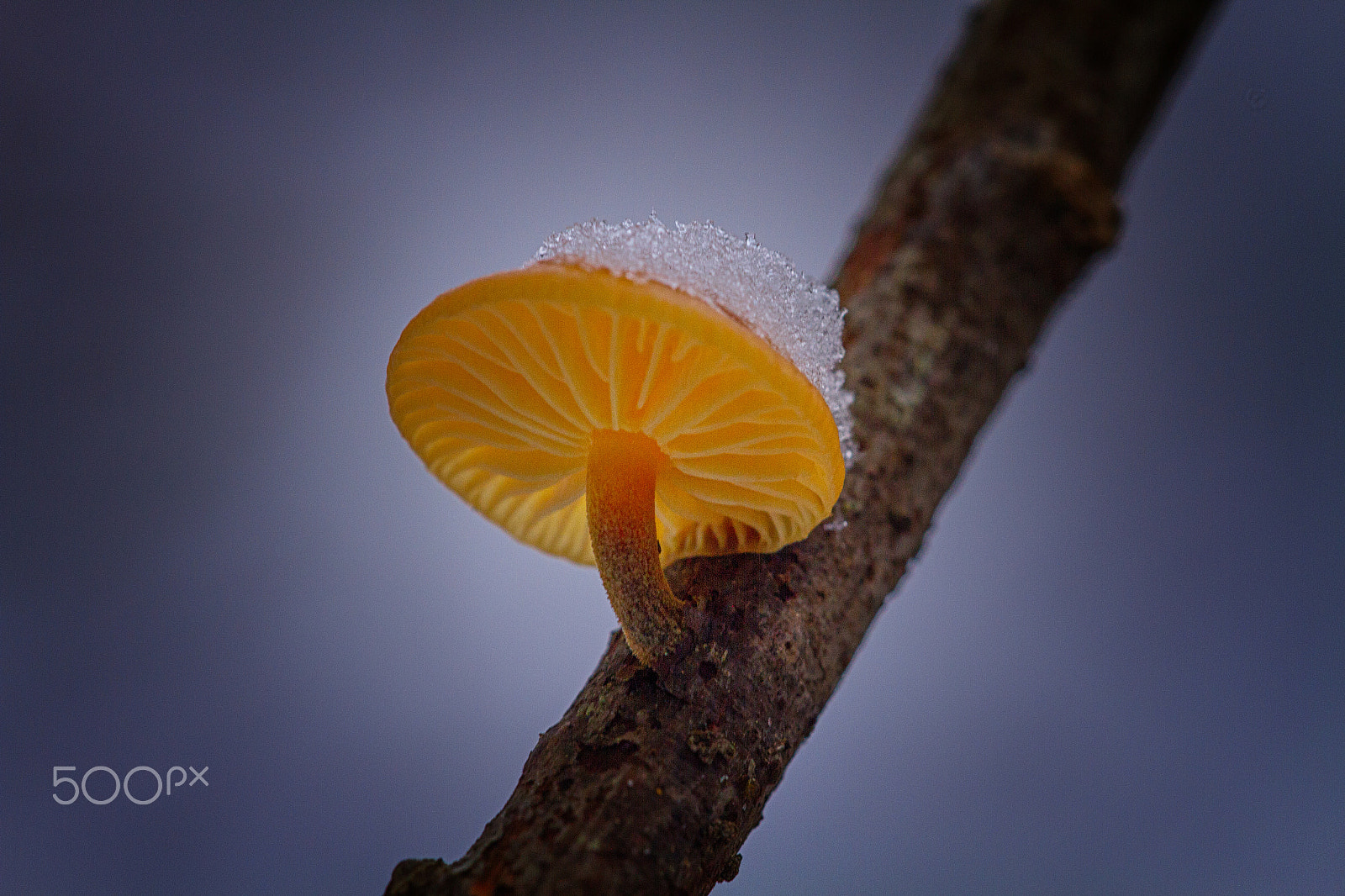 Sigma APO Macro 150mm f/2.8 EX DG HSM sample photo. Winter mushroom photography