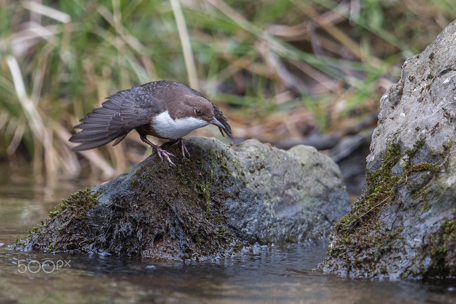 Nikon D810 + Nikon AF-S Nikkor 600mm F4G ED VR sample photo. Cincle plongeur photography