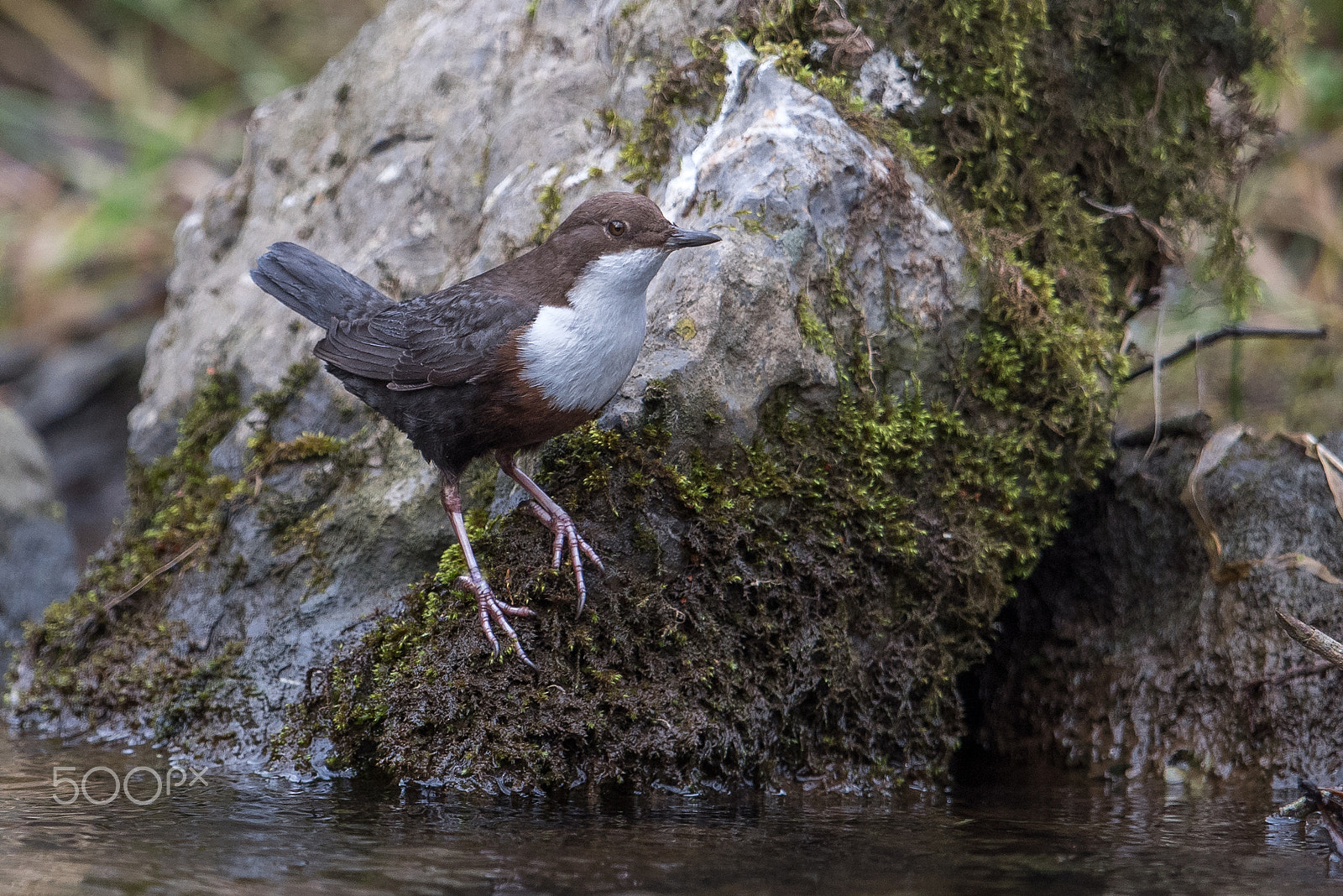 Nikon D810 + Nikon AF-S Nikkor 600mm F4G ED VR sample photo. Cincle plongeur photography