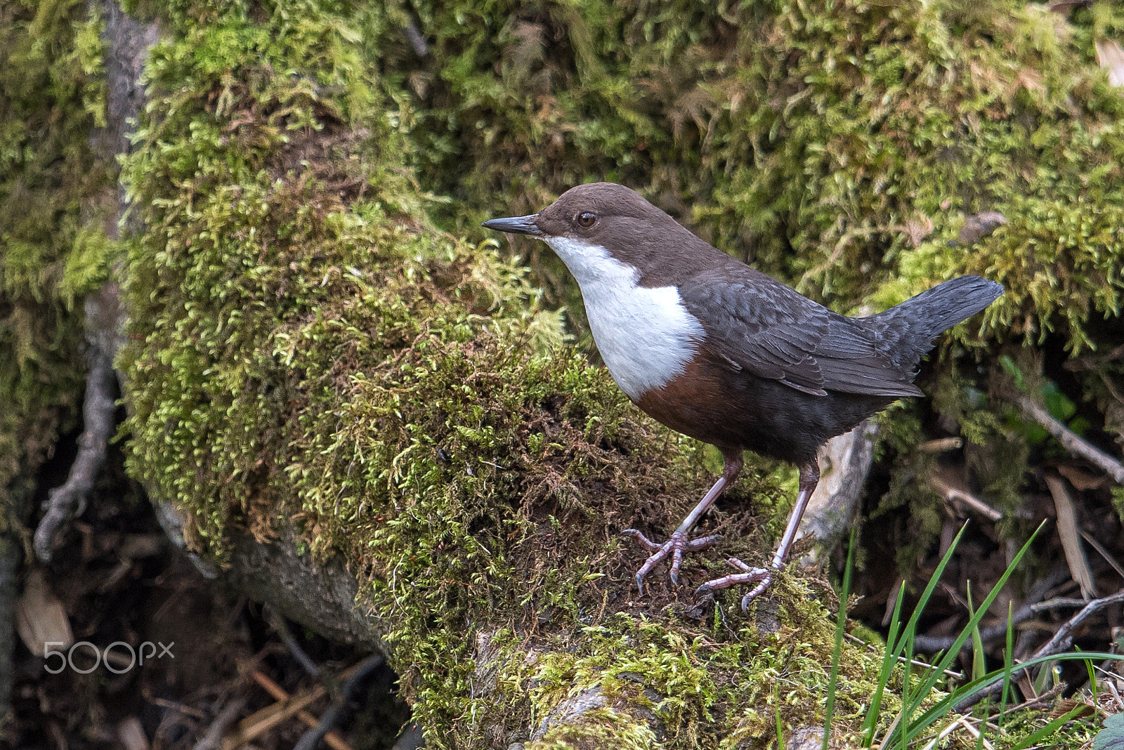 Nikon D810 + Nikon AF-S Nikkor 600mm F4G ED VR sample photo. Cincle plongeur photography