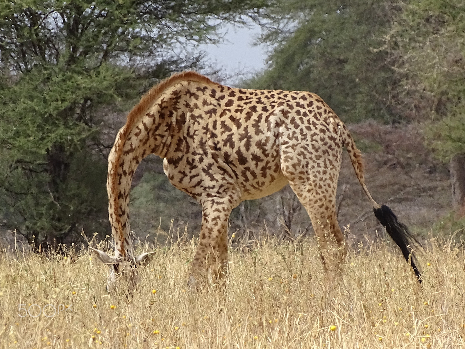 Sony 24-210mm F2.8-6.3 sample photo. Young giraffe feeding in the grass, tarangire photography