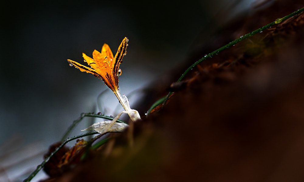 Nikon D7100 sample photo. Crocus çiğdem photography