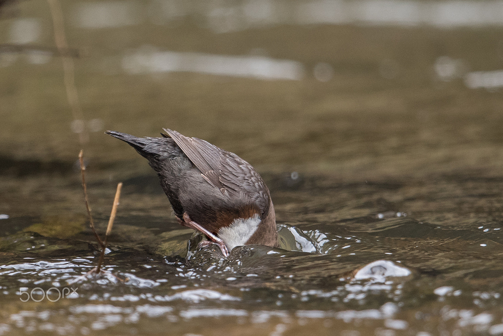 Nikon D810 + Nikon AF-S Nikkor 600mm F4G ED VR sample photo. Cincle plongeur photography