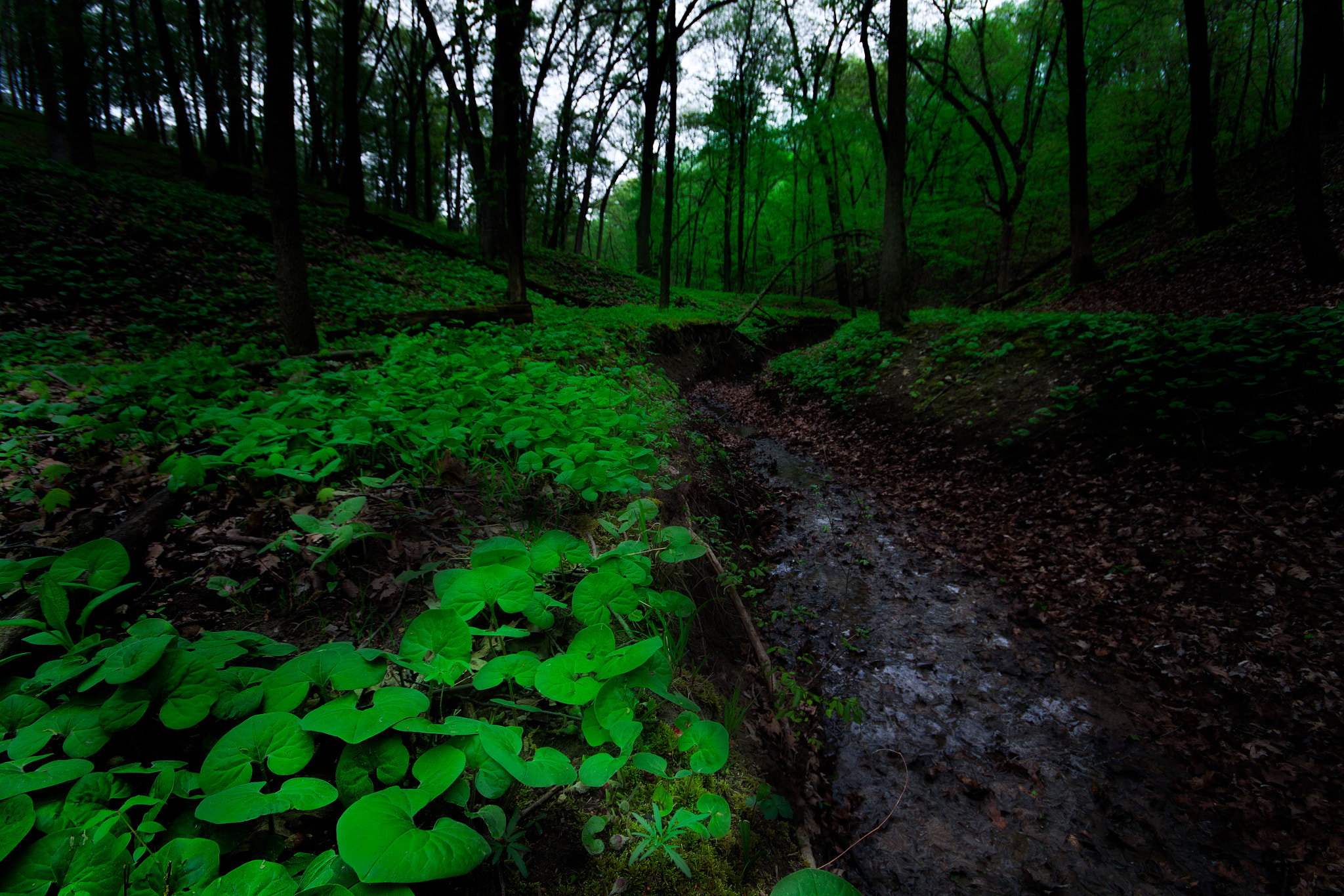 Canon EOS 50D + Sigma 10-20mm F4-5.6 EX DC HSM sample photo. Underbrush reedit photography