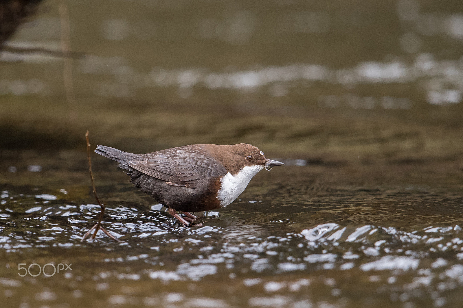 Nikon D810 + Nikon AF-S Nikkor 600mm F4G ED VR sample photo. Cincle plongeur photography