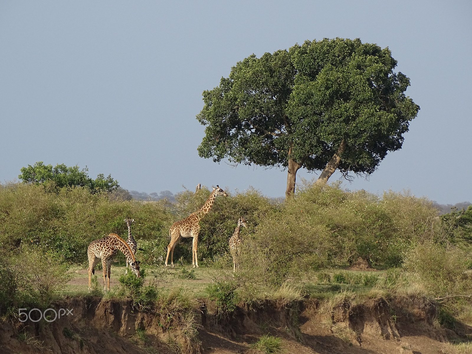 Sony 24-210mm F2.8-6.3 sample photo. Family of giraffes, northern serengeti photography