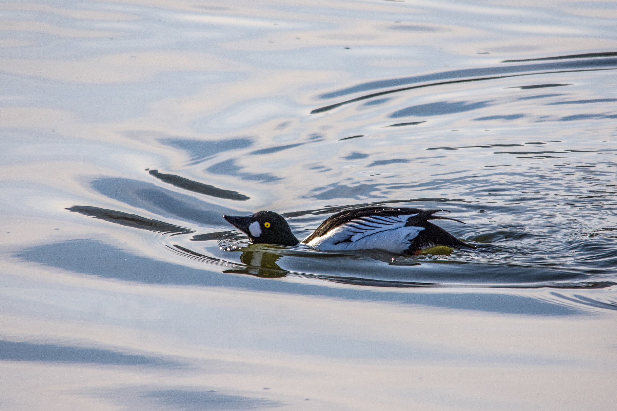 Sigma 150-500mm F5-6.3 DG OS HSM sample photo. Common goldeneye photography