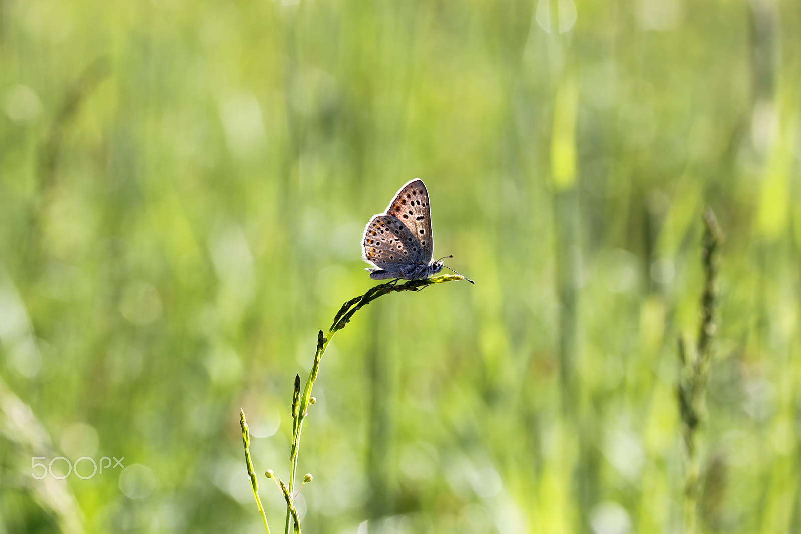 Canon EF-S 60mm F2.8 Macro USM sample photo. *** photography