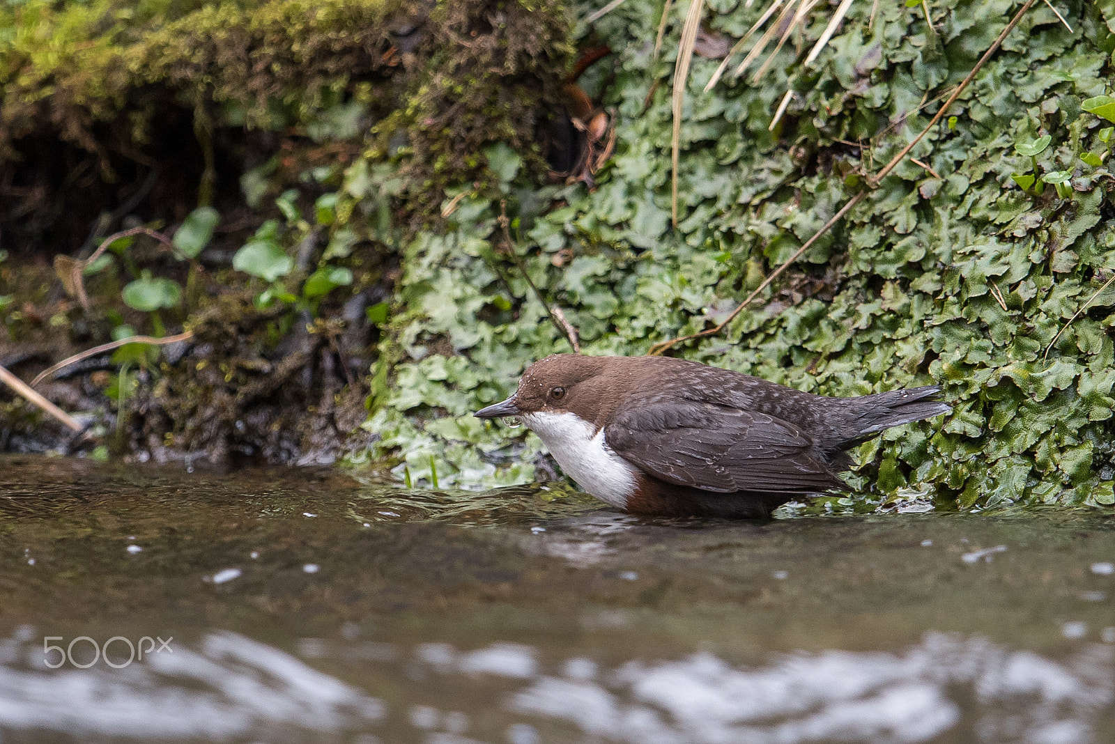 Nikon D810 + Nikon AF-S Nikkor 600mm F4G ED VR sample photo. Cincle plongeur photography