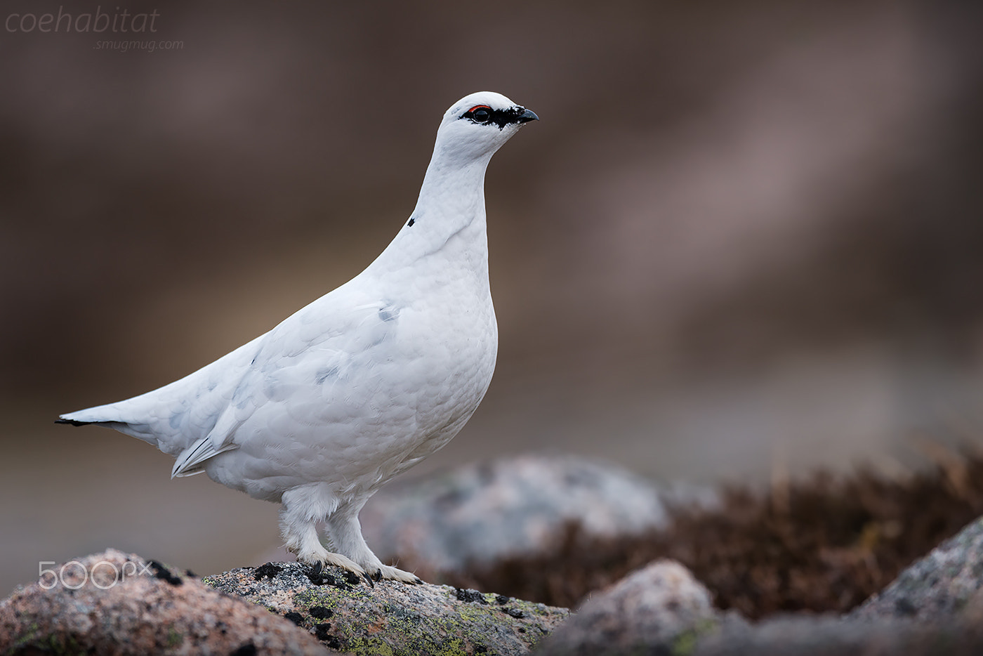 Nikon D800 + Nikon AF-S Nikkor 200-400mm F4G ED-IF VR sample photo. Ptarmigan pose photography