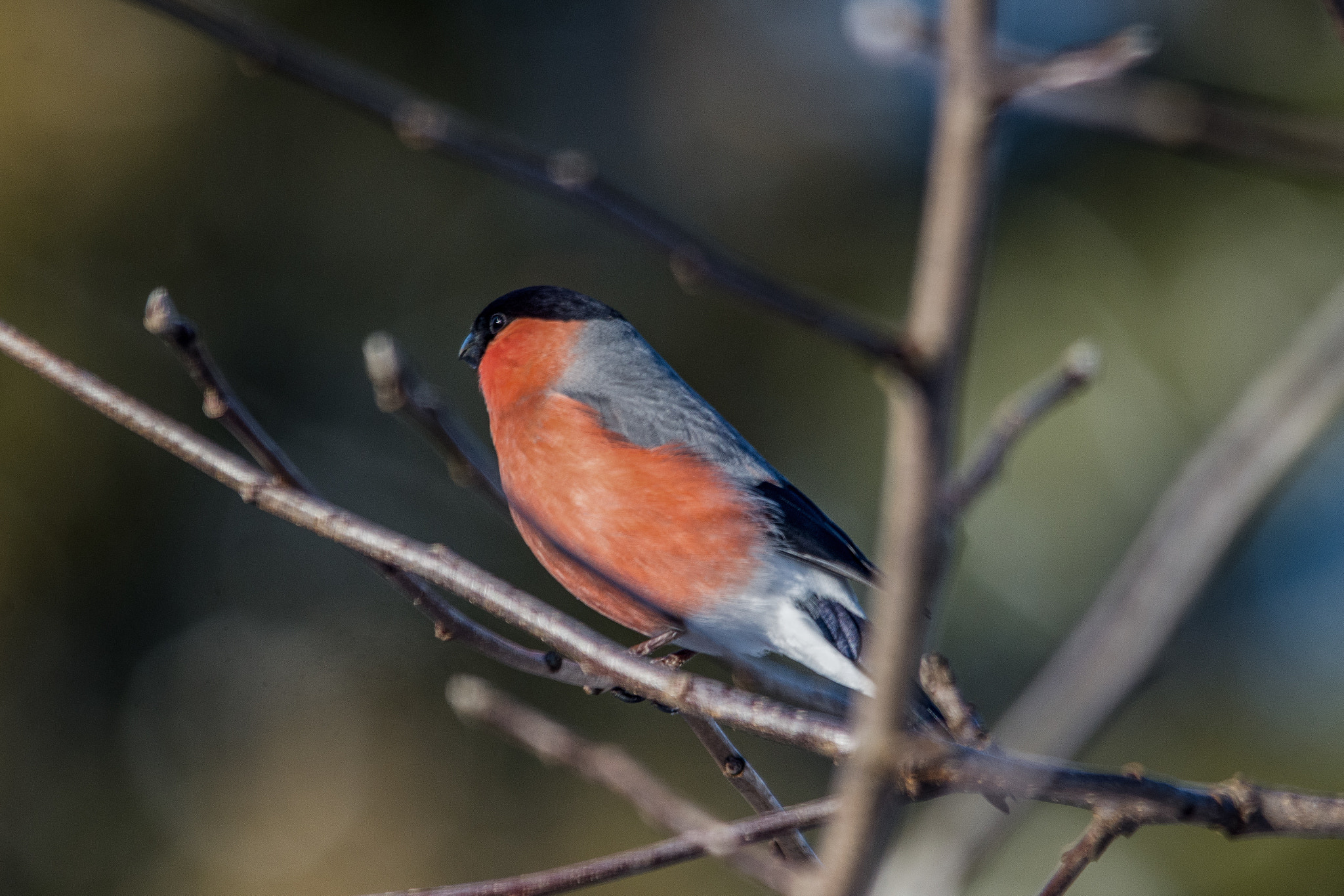 Sigma 150-500mm F5-6.3 DG OS HSM sample photo. Eurasian bullfinch photography