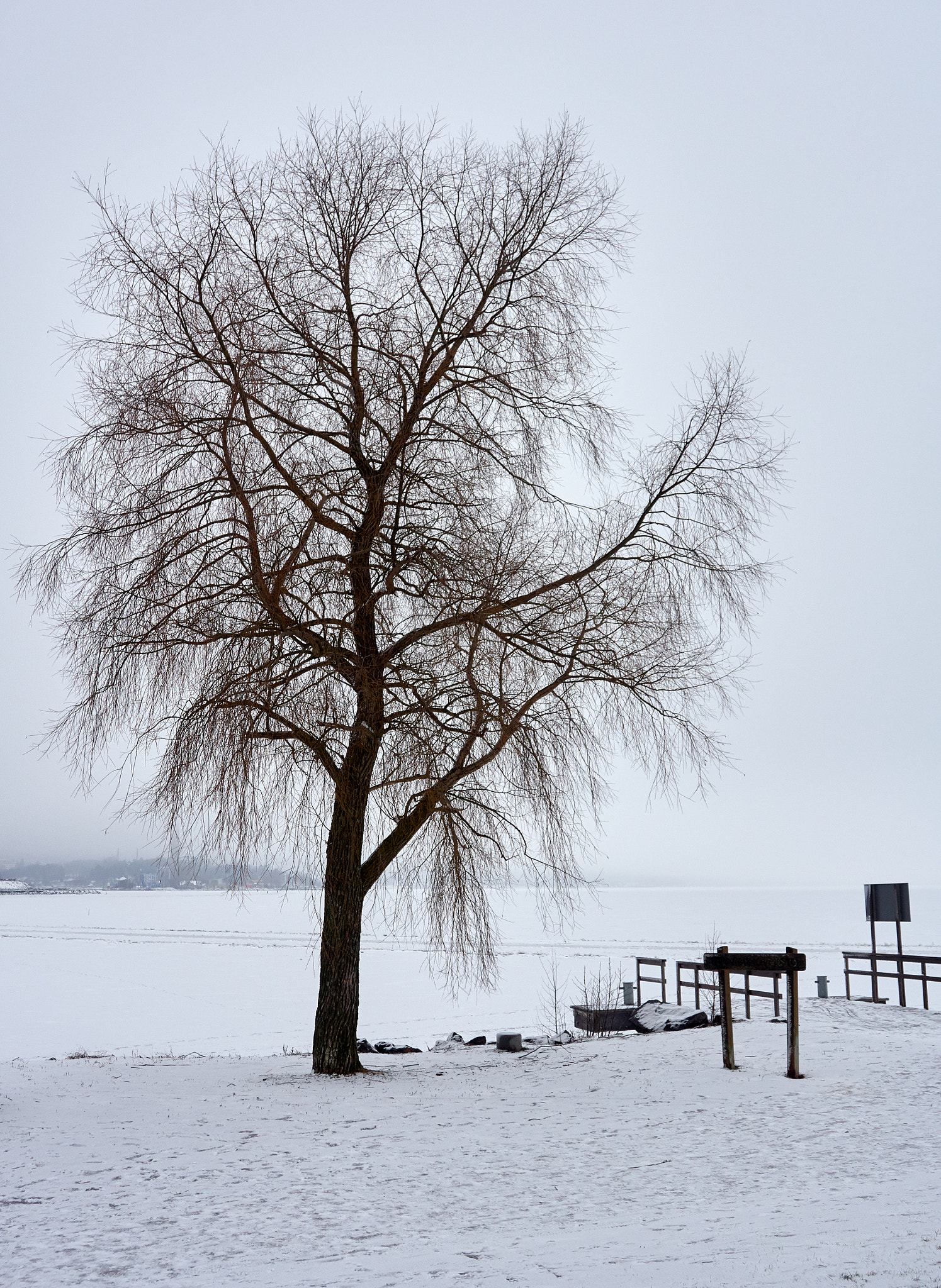 Olympus OM-D E-M5 sample photo. Tree on a shore photography