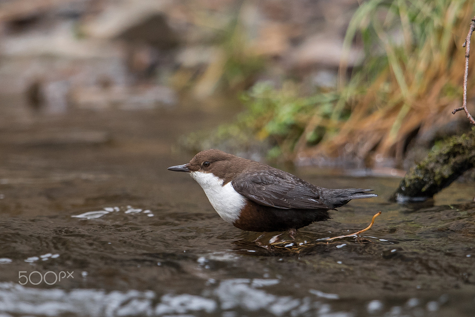 Nikon D810 + Nikon AF-S Nikkor 600mm F4G ED VR sample photo. Cincle plongeur photography