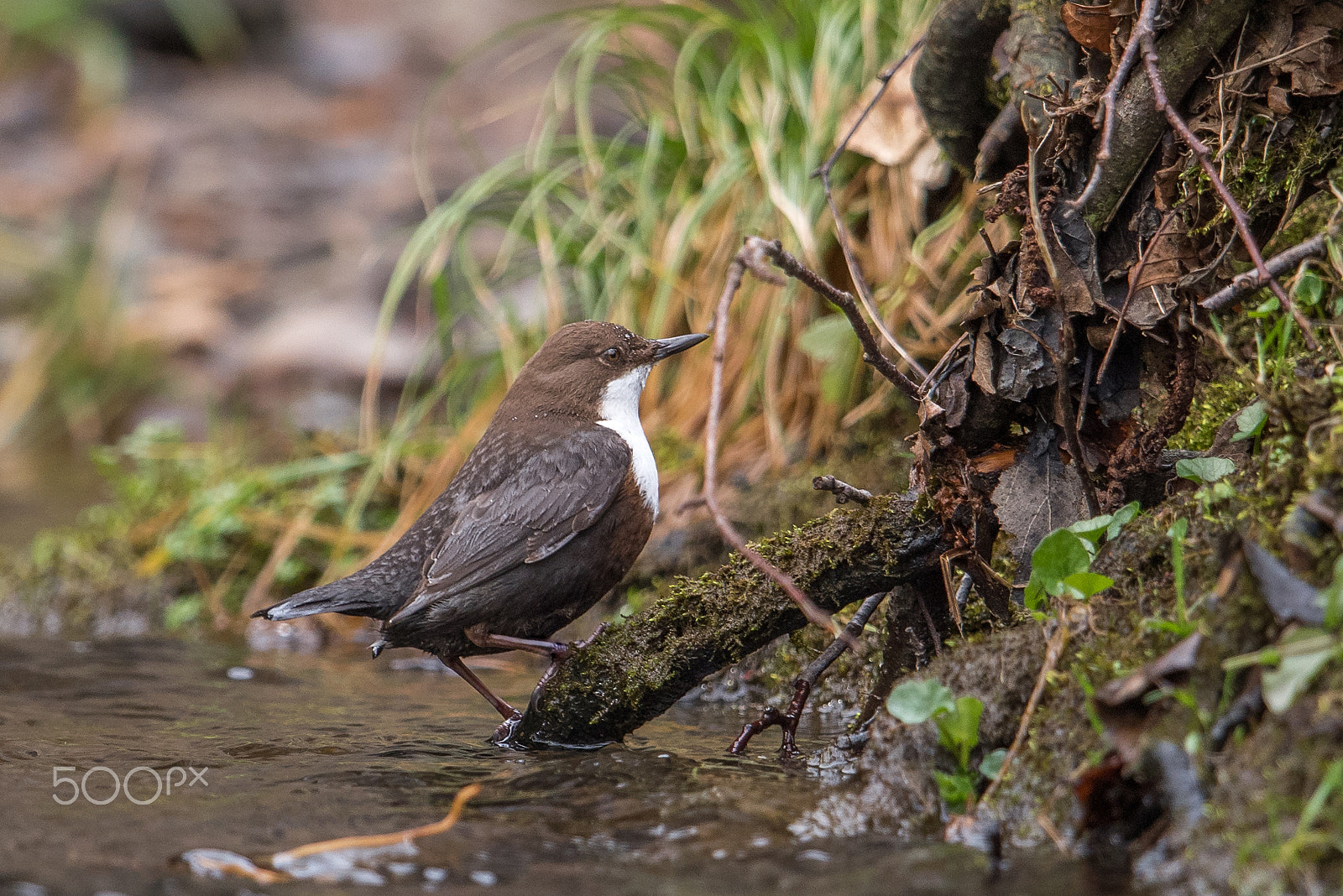 Nikon D810 + Nikon AF-S Nikkor 600mm F4G ED VR sample photo. Cincle plongeur photography