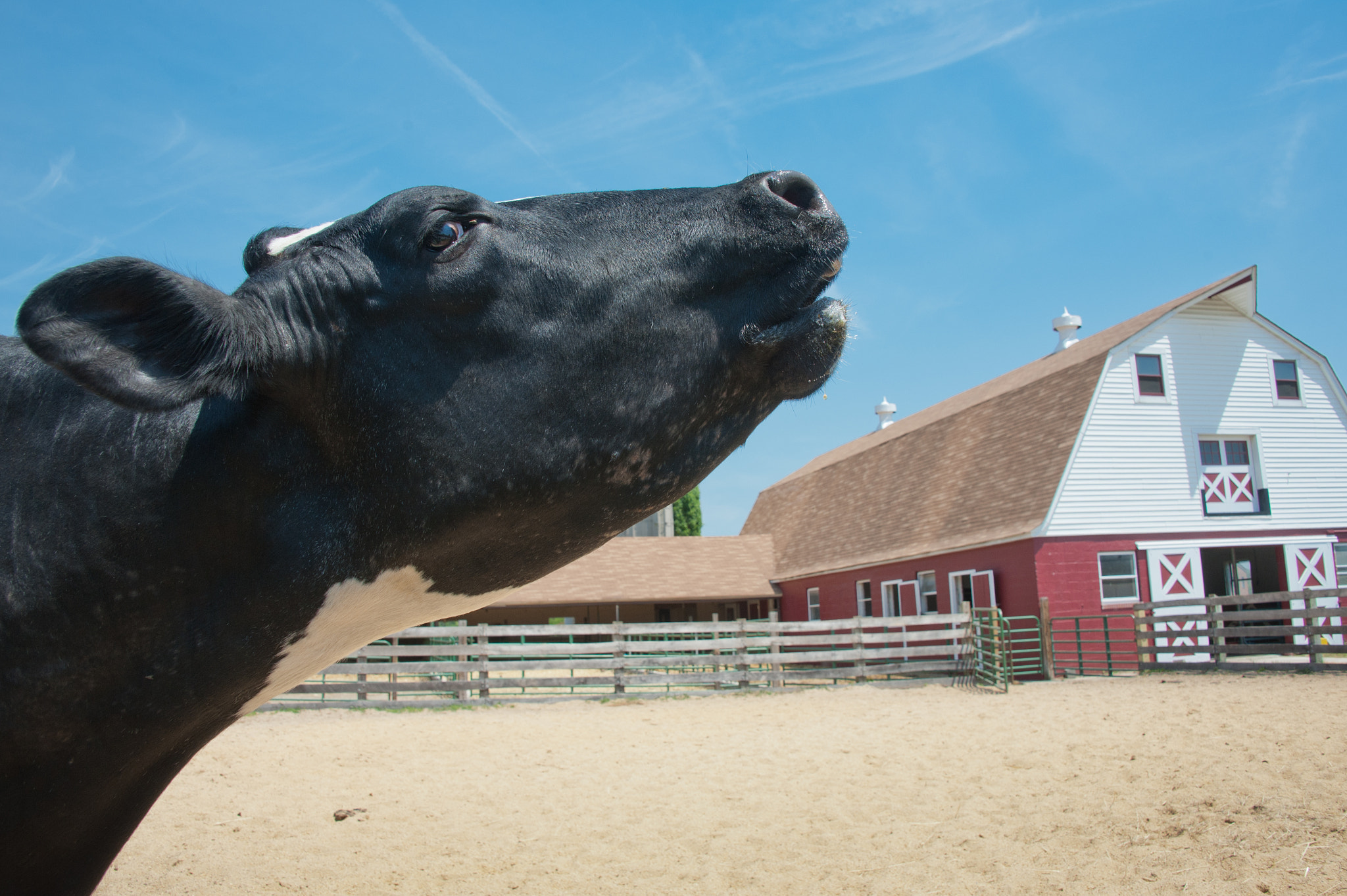Nikon D700 sample photo. Cow stretching out its neck in pasture photography