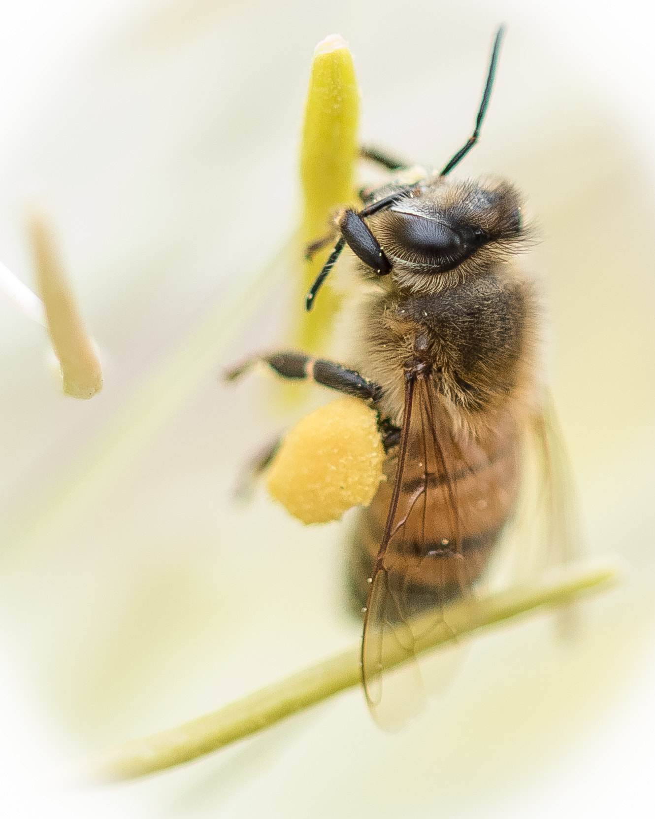 Sigma 105mm F2.8 EX DG OS HSM sample photo. Let there bee light photography