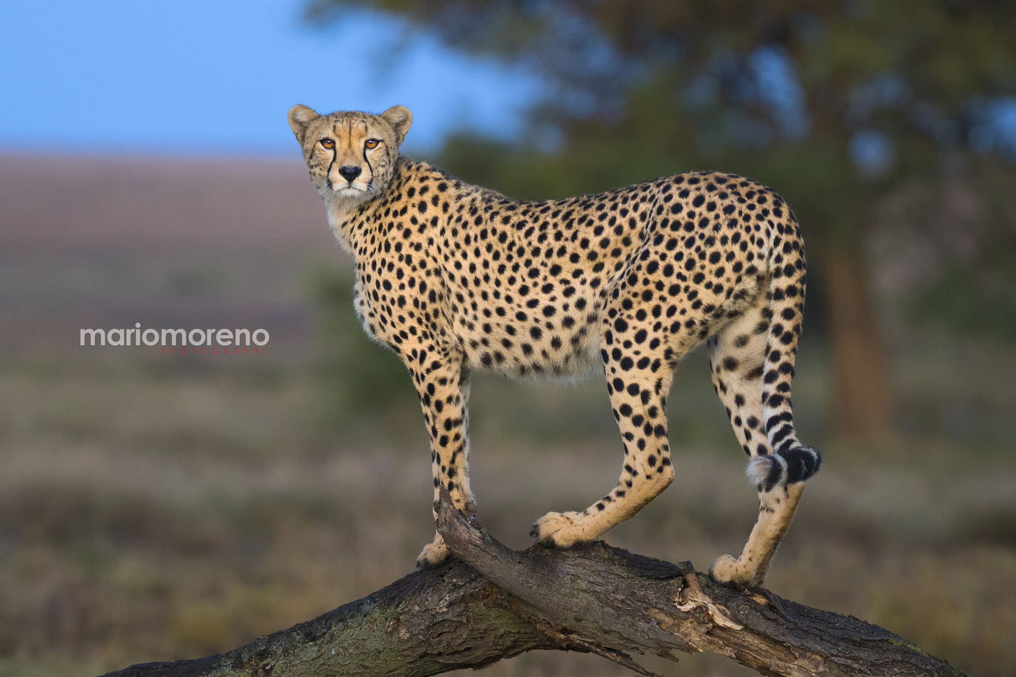 Canon EF 200-400mm F4L IS USM Extender 1.4x sample photo. Golden eyes photography