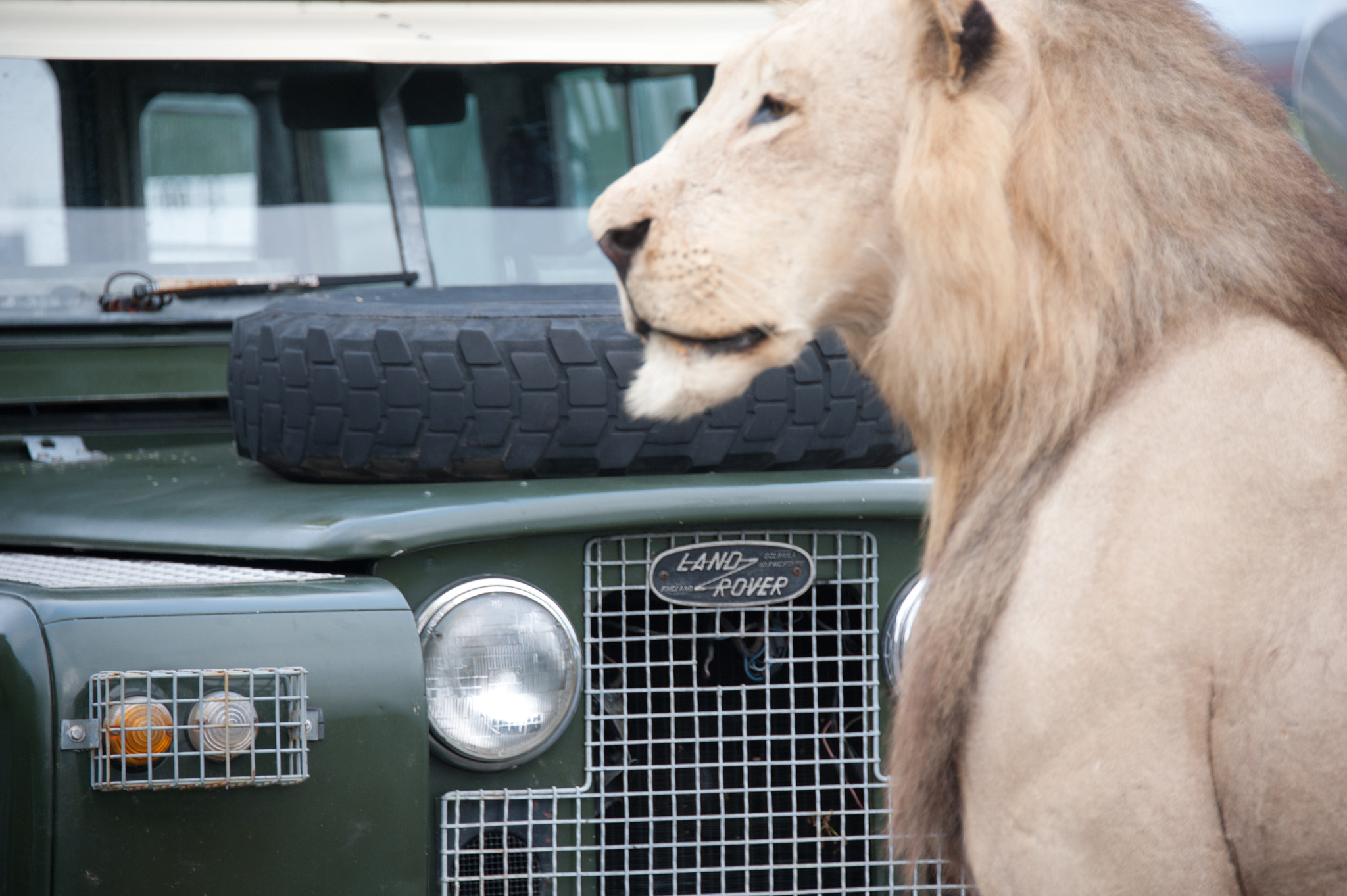 Nikon D700 sample photo. Lion in front of series 2a 1966 land rover photography