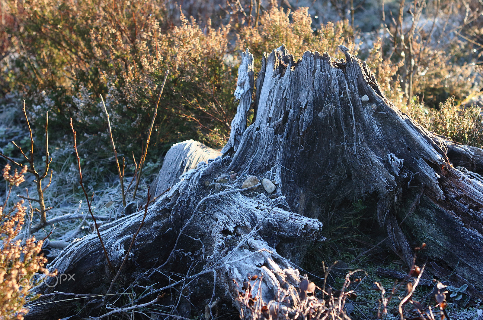Canon EF 24-70mm F2.8L USM sample photo. The frosting on the stump photography