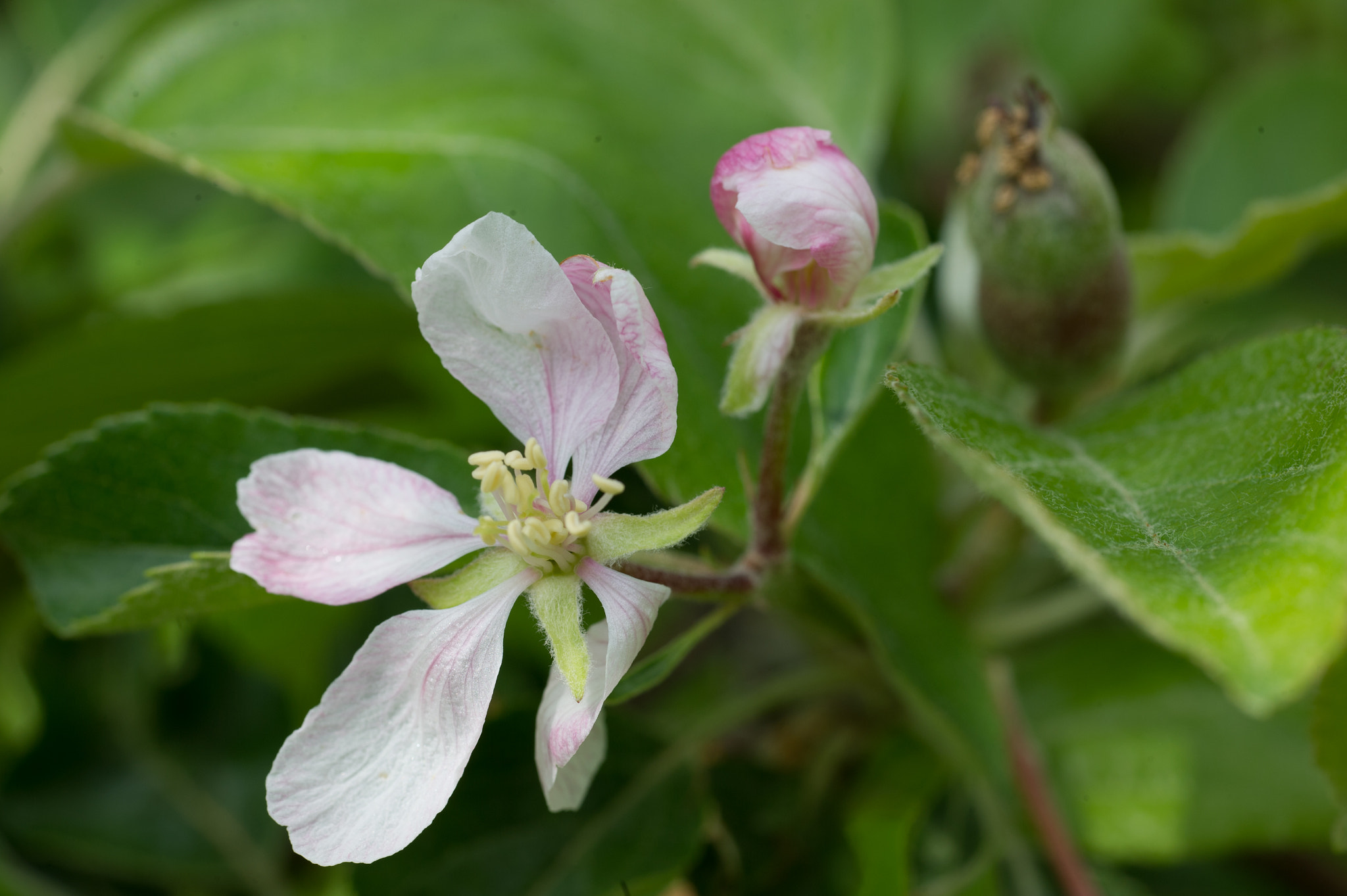 Nikon D3S + ZEISS Makro-Planar T* 100mm F2 sample photo. Apple blossoms photography