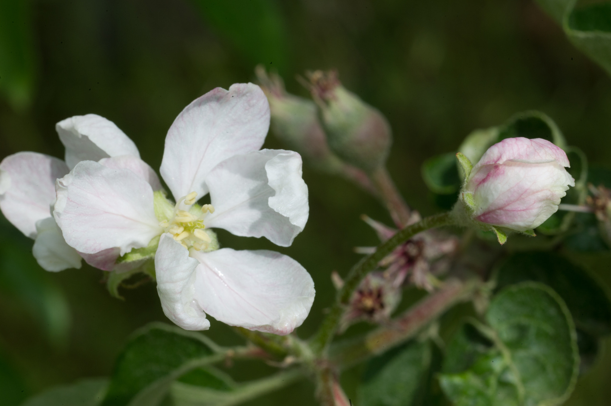 Nikon D3S + ZEISS Makro-Planar T* 100mm F2 sample photo. Apple blossoms photography