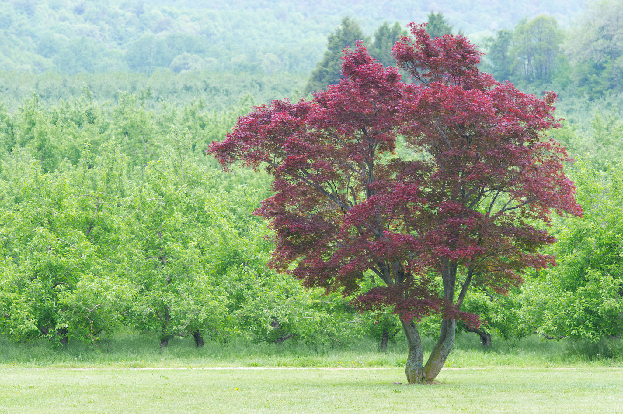 Nikon D3S sample photo. Red tree in a green field photography