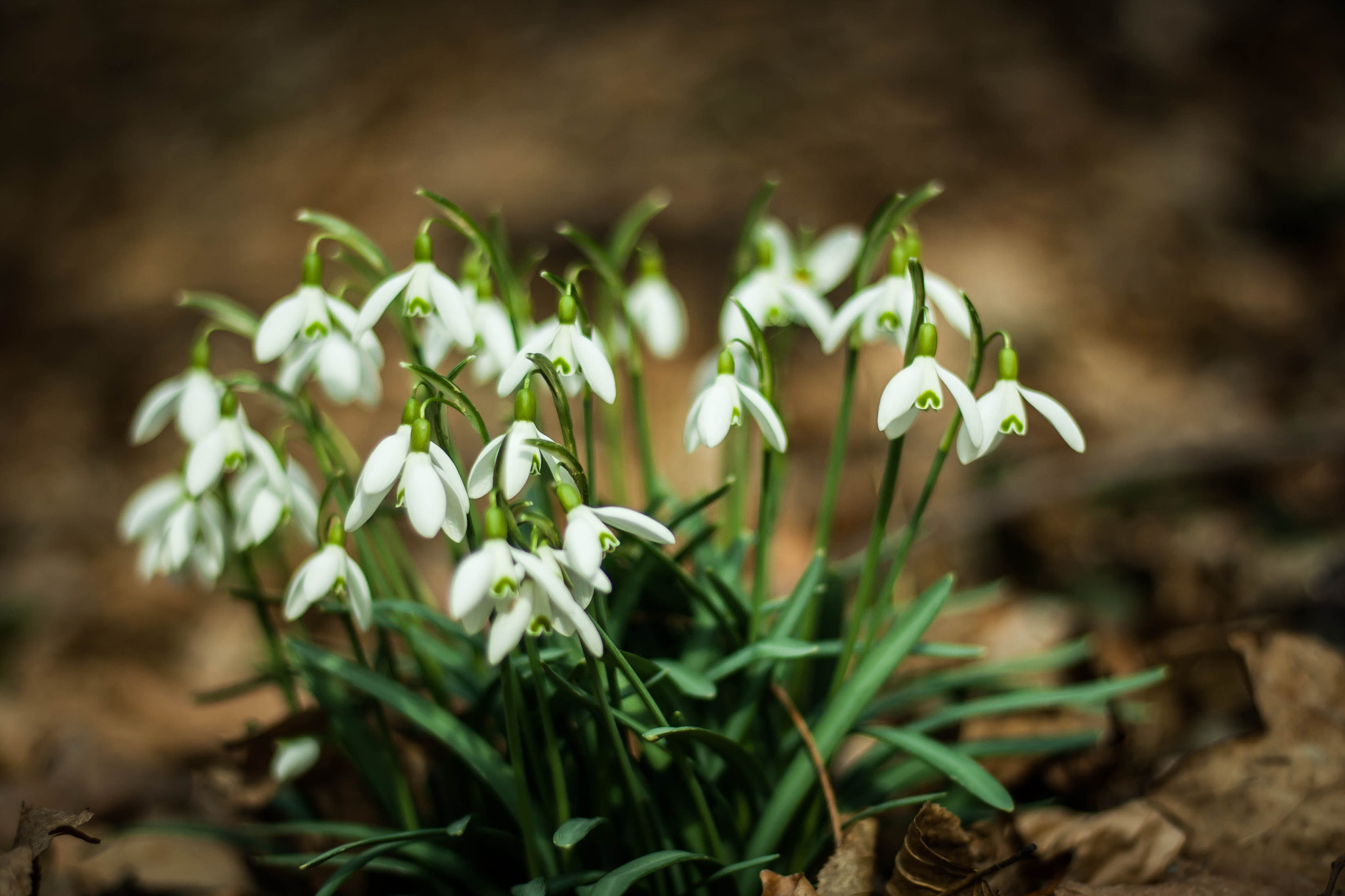Canon EOS 1000D (EOS Digital Rebel XS / EOS Kiss F) + Canon EF 50mm F1.8 STM sample photo. Snowdrop photography