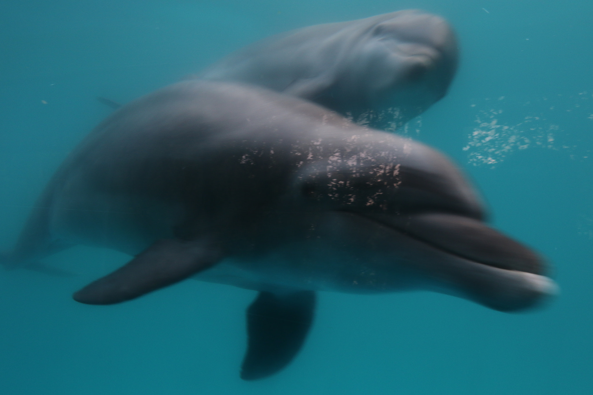 Canon EF 17-40mm F4L USM sample photo. Inquisitive dolphins having a look photography