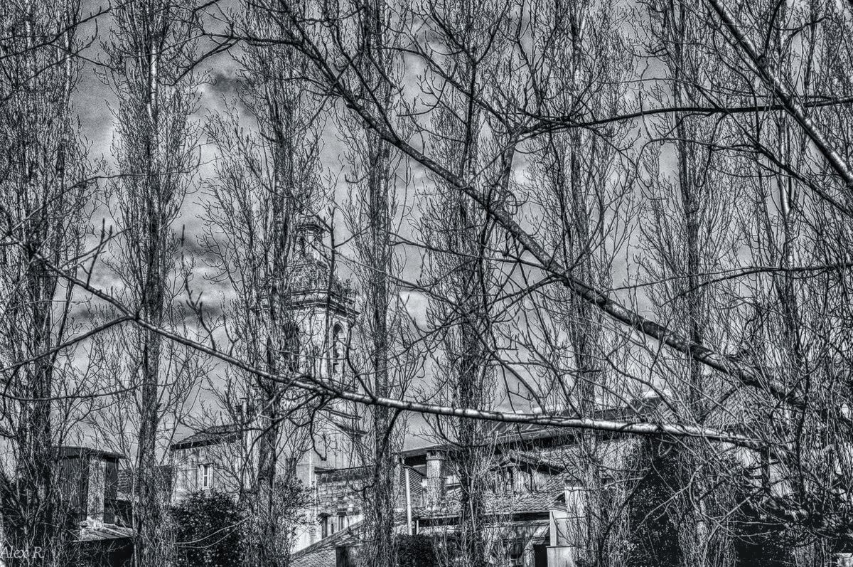 Nikon D300 sample photo. Naked trees photography