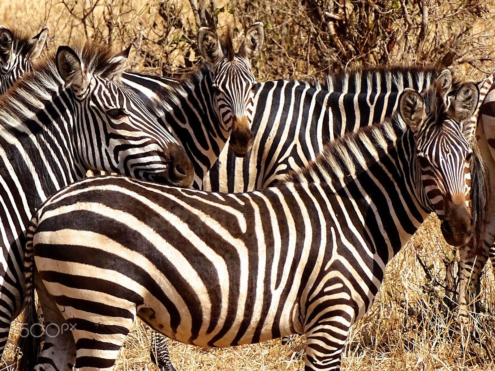 Sony 24-210mm F2.8-6.3 sample photo. Zebra say what?, tarangire national park photography