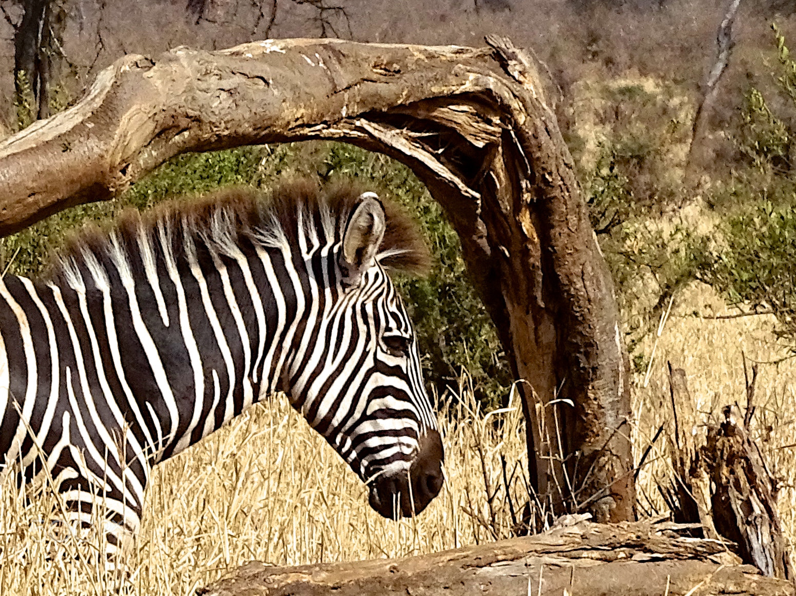 Sony 24-210mm F2.8-6.3 sample photo. Zebra in profile, tarangire national park photography