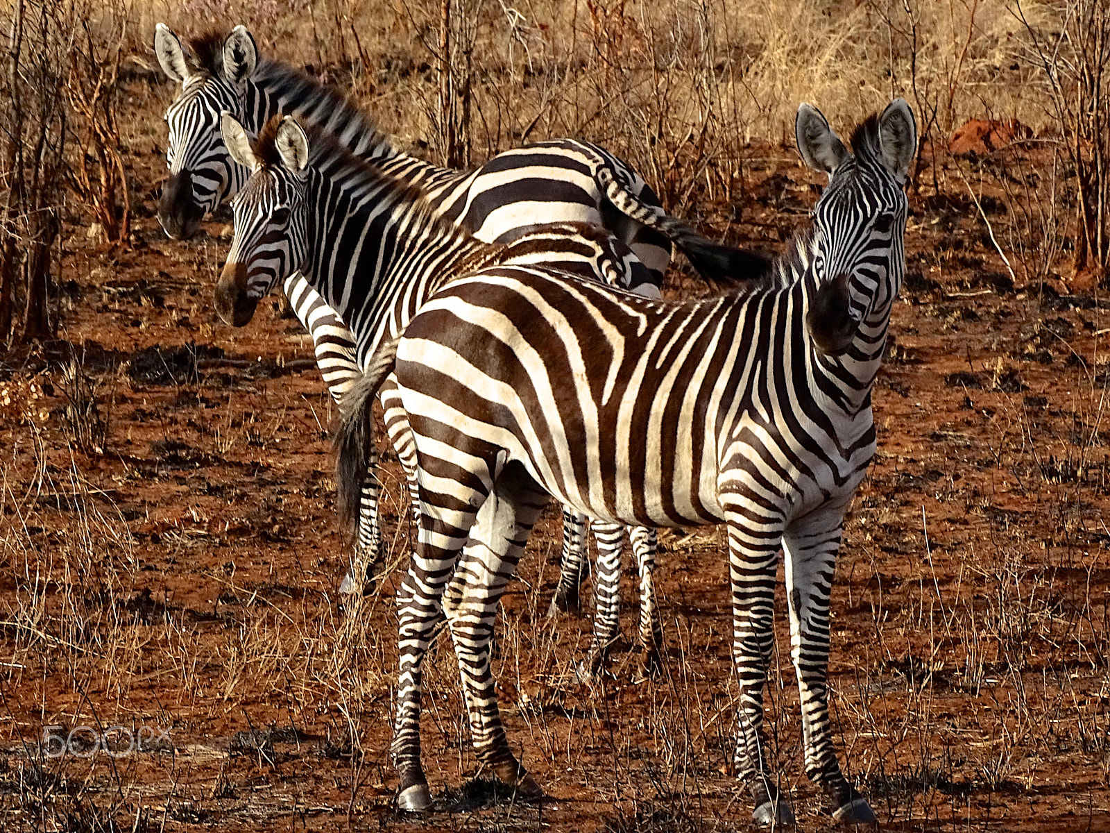 Sony 24-210mm F2.8-6.3 sample photo. Young zebras in the fading sunlight, tarangire photography