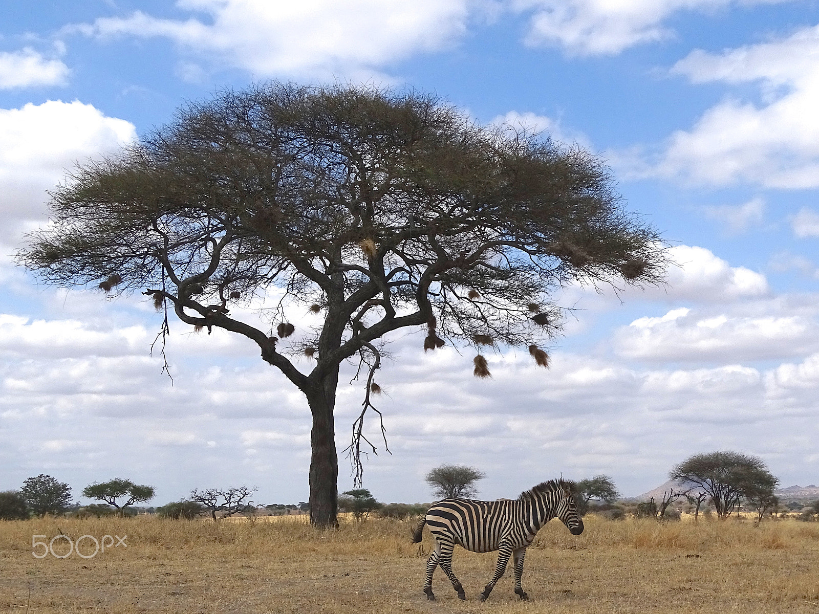 Sony 24-210mm F2.8-6.3 sample photo. Solo zebra under acacia tree, tarangire photography