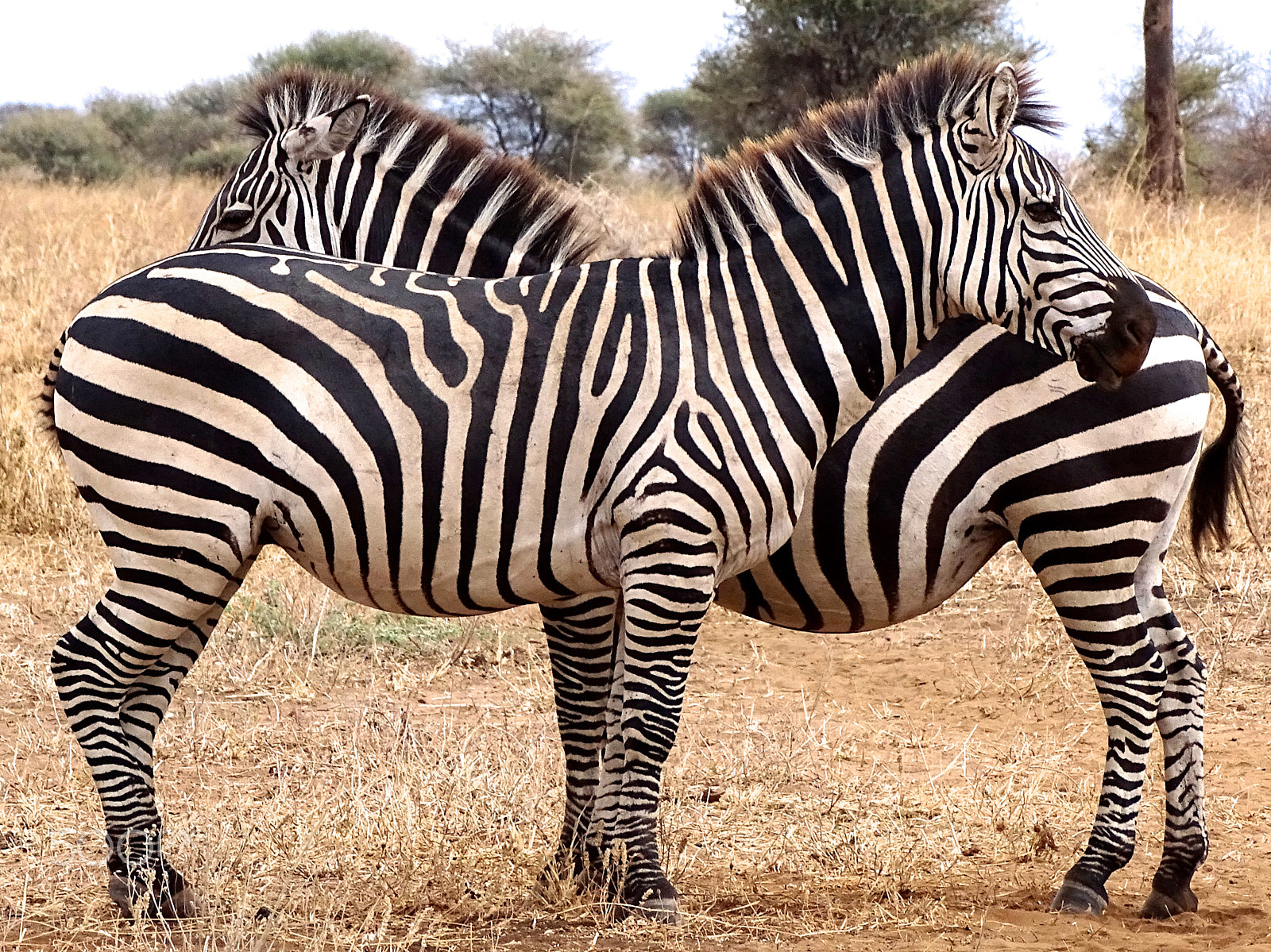 Sony 24-210mm F2.8-6.3 sample photo. Zebras both ways, tarangire photography