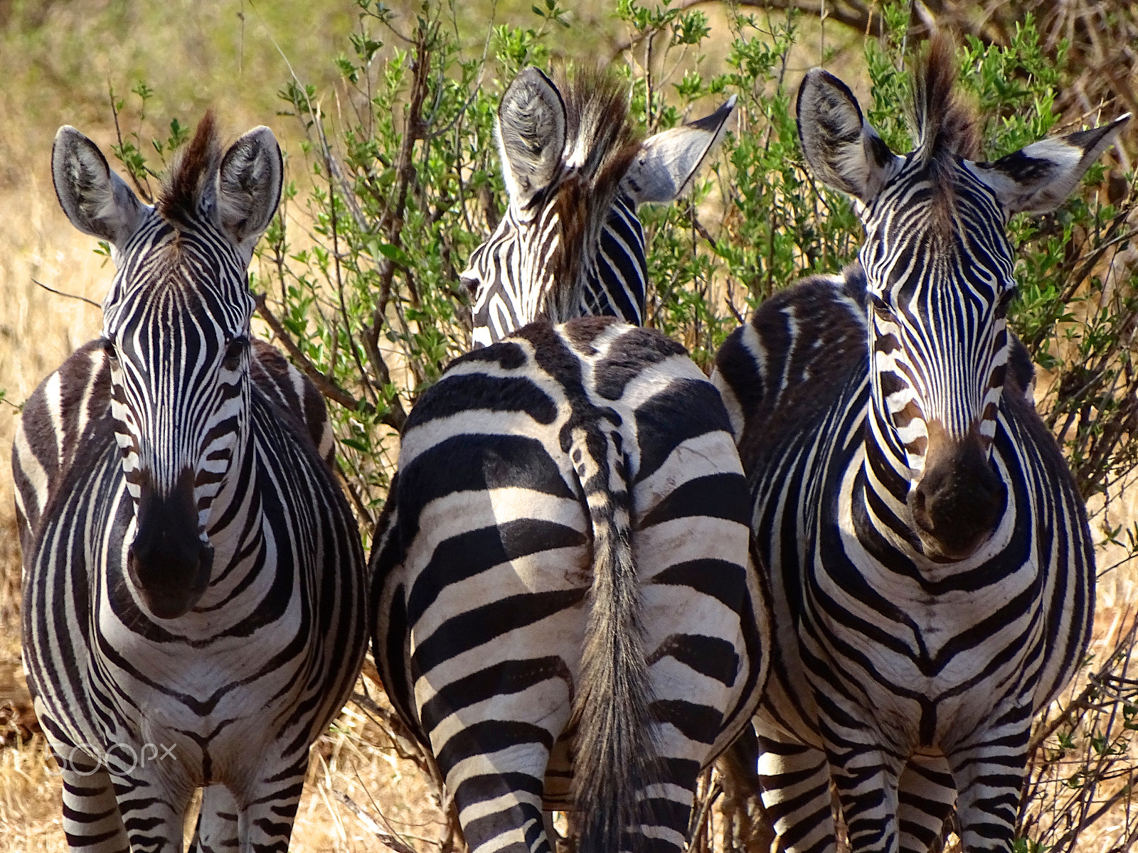 Sony 24-210mm F2.8-6.3 sample photo. Front & back zebras, tarangire photography