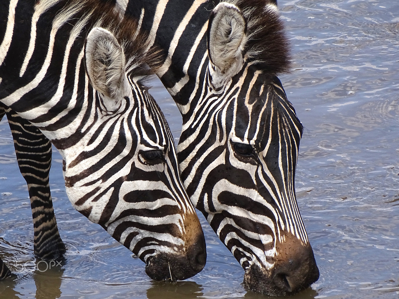 Sony 24-210mm F2.8-6.3 sample photo. Zebras at the watering hole, tarangire photography