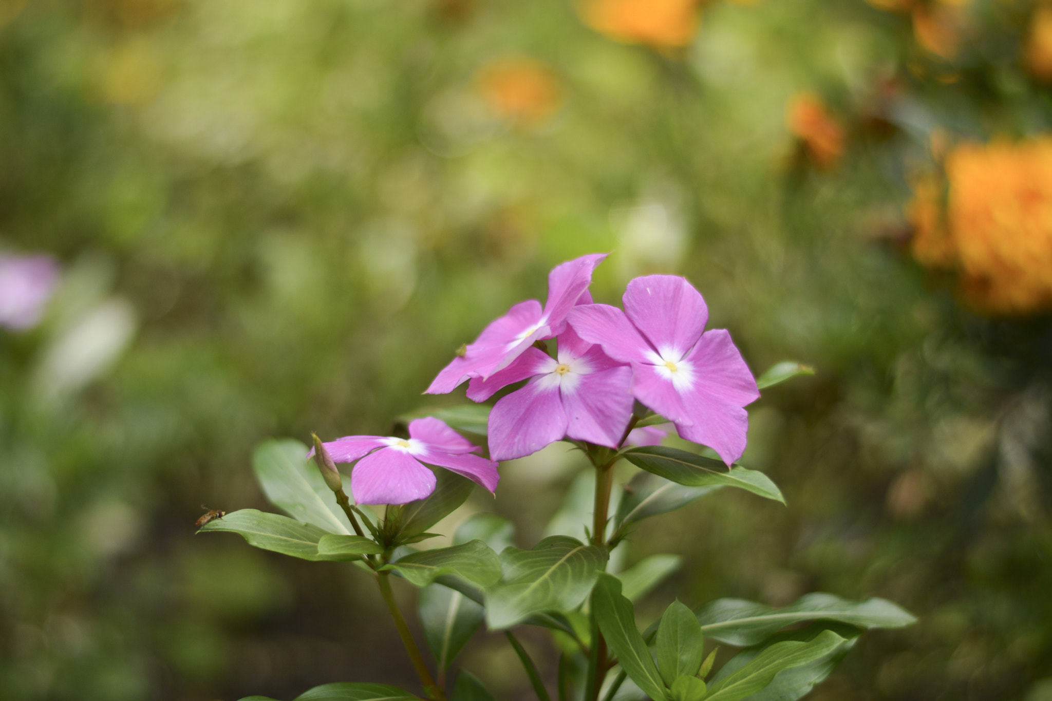 IX-Nikkor 60-180mm f/4.5-5.6 sample photo. Singela beleza photography