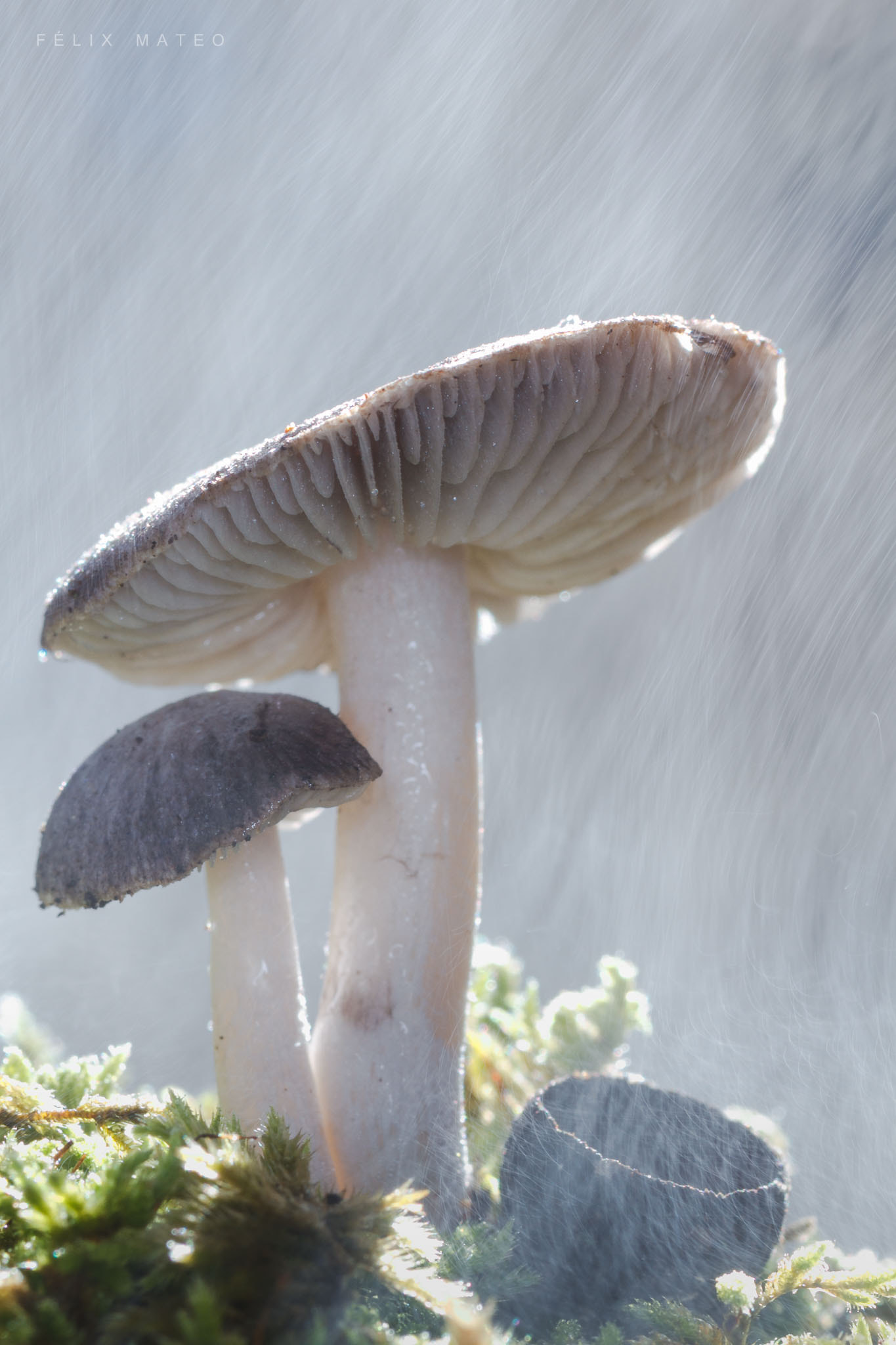 Canon EOS 7D + Tamron SP AF 90mm F2.8 Di Macro sample photo. Tricholoma terreum photography