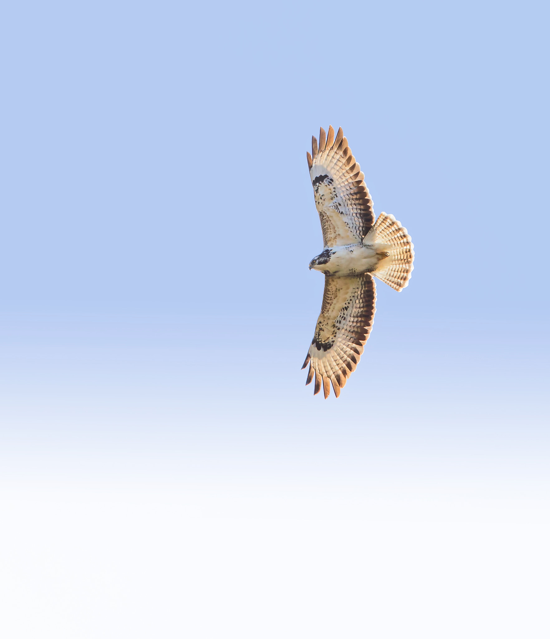 Canon EF 300mm F2.8L IS II USM sample photo. Buse variable (buteo buteo) photography