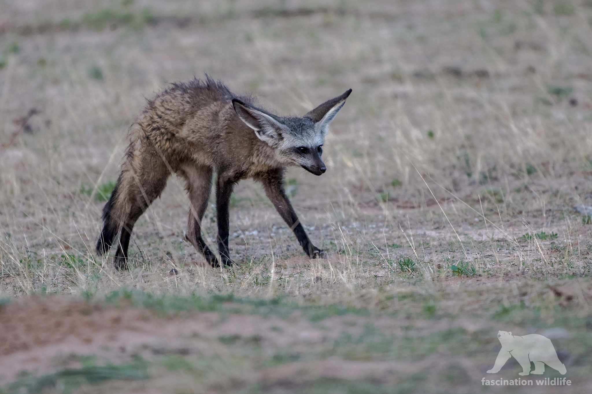 Nikon D4S + Sigma 150-600mm F5-6.3 DG OS HSM | S sample photo. Bat-eared fox photography