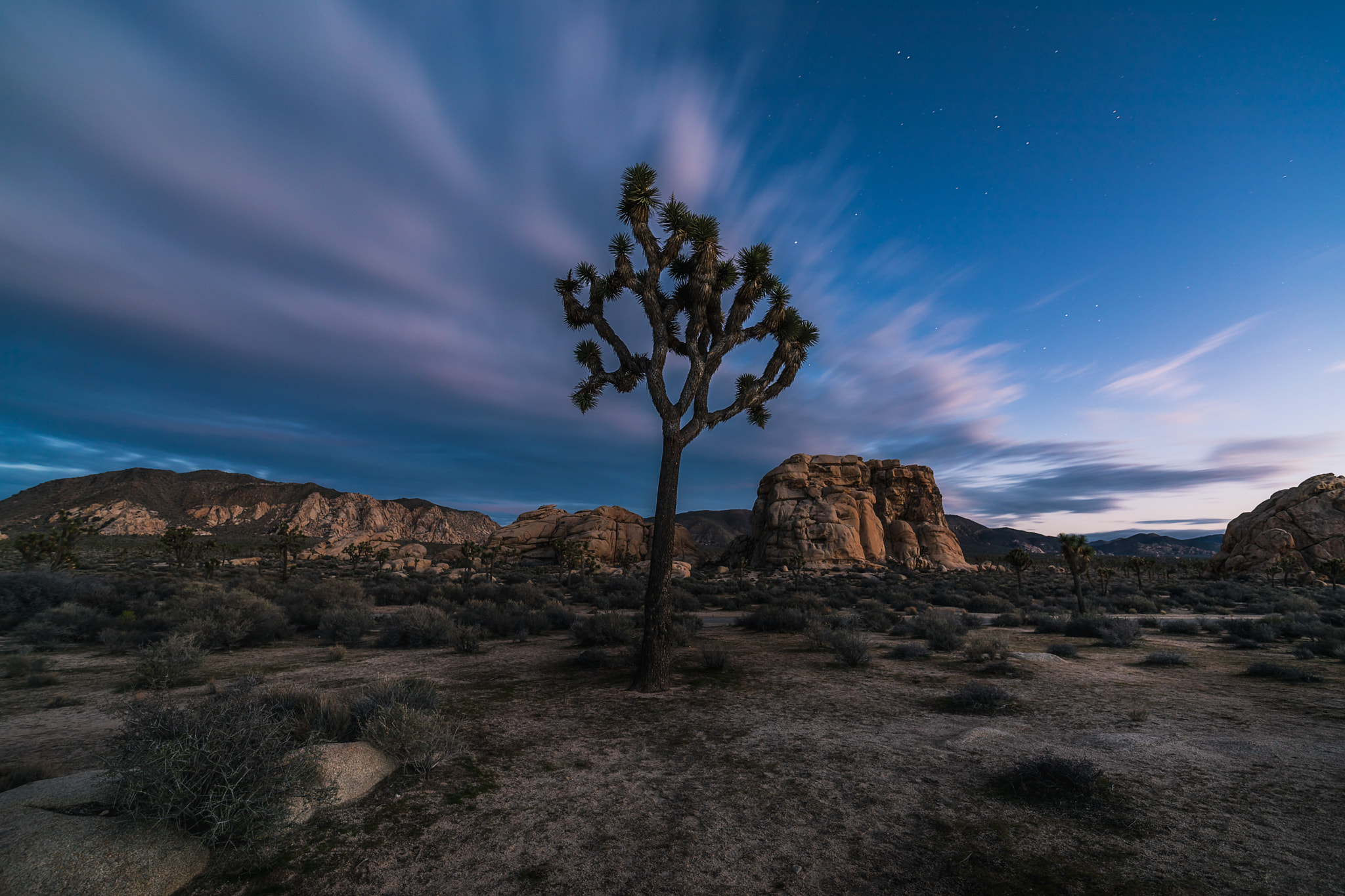ZEISS Distagon T* 15mm F2.8 sample photo. Lonely tree in the desert photography
